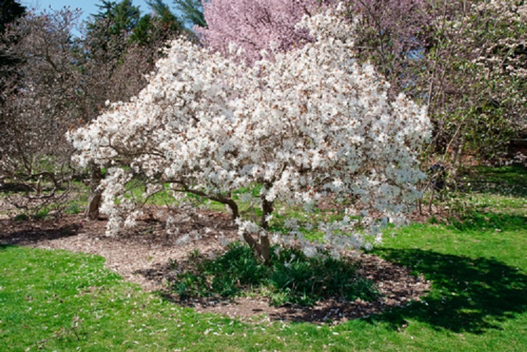 magnólia fa virágzik