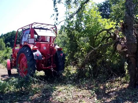 Fakihúzás a jó öreg MTZ 50-essel. Ki nyer, a fa vagy a traktor? – Videó