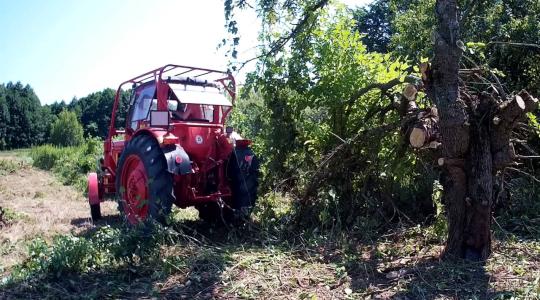 Fakihúzás a jó öreg MTZ 50-essel. Ki nyer, a fa vagy a traktor? – Videó
