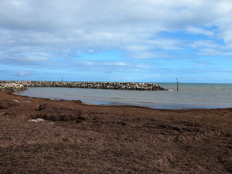Az induló magocska két különböző tengeri fűfajból származott, és egy igen kedvező helyen, valahol a ma Shark Bay néven ismert területen, Ausztrália nyugati partjainál fészkelte be magát a kövek közé.