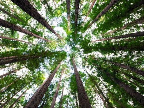 Erdősítés a jövőből: egy nap alatt hány tízezer fa legyen?