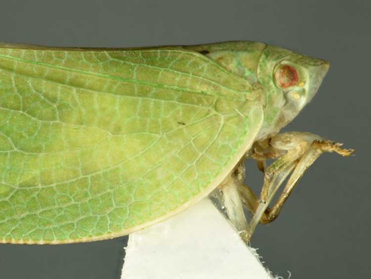 élénkzöld lepkekabóca (Acanalonia conica)