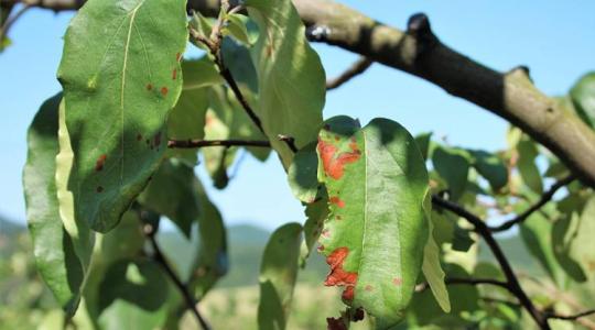 Kertészeti növényvédelmi előrejelzés: figyeld, milyen kór veszélyezteti a gyümölcsfák lombozatát!