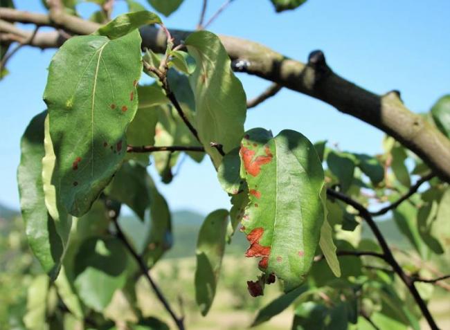 Kertészeti növényvédelmi előrejelzés: figyeld, milyen kór veszélyezteti a gyümölcsfák lombozatát!
