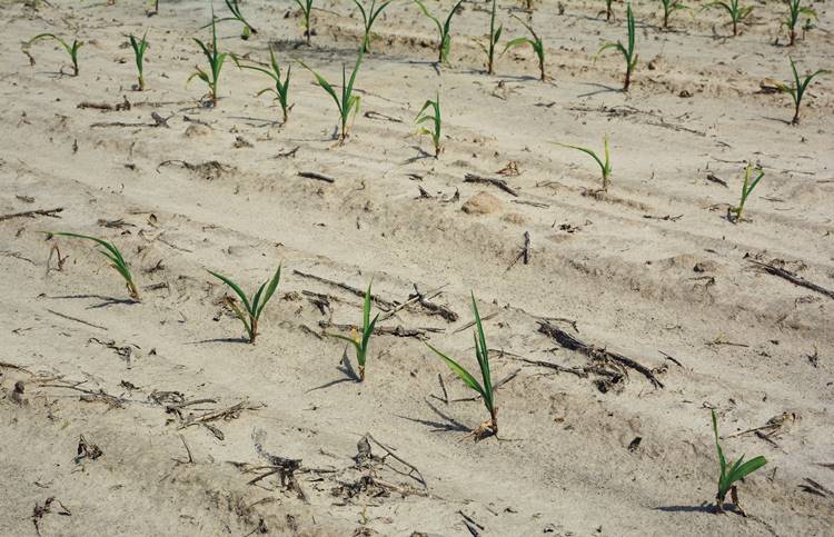Ritkán növő kukorica, kimerült talaj, szervesanyag-hiány