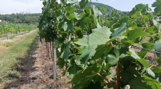 Újabb támogatásra számíthat a szőlő-bor ágazat 