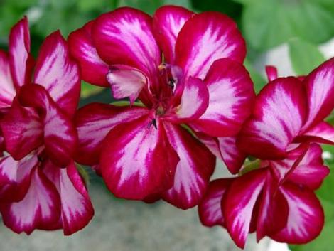 Sokan elrontják ezt a muskátli gondozásakor – SOS tippek a gyönyörű virágokért