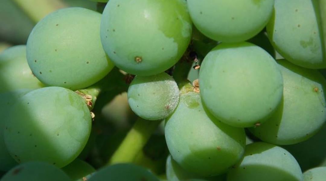 Kertészeti növényvédelmi előrejelzés: Lisztharmat fertőzi a szőlőfürtöket – most nagyon fontos a védekezés!