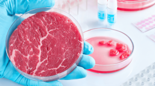 Magzati szarvasmarhaszérum, hormonok, antibiotikumok: a tenyésztett hús titkai
