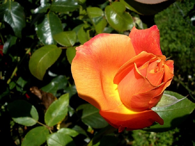 rózsa narancsárga