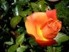 Szép rózsákat szeretnél? Ne feledkezz meg a tearózsa nyári metszéséről!