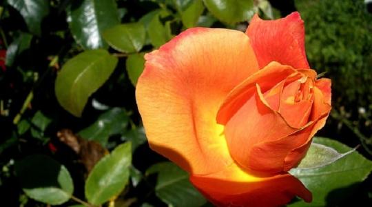 Szép rózsákat szeretnél? Ne feledkezz meg a tearózsa nyári metszéséről!