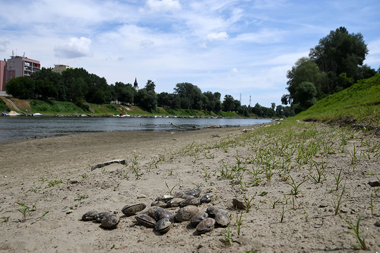 Kagylók a homokos parton Szolnoknál