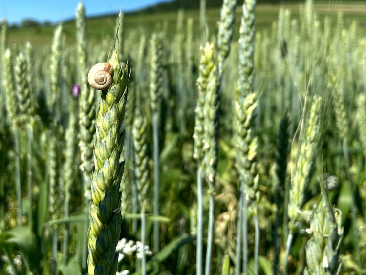 Ukrajna arra számít, hogy 2022-ben legalább 50 millió tonna gabonát fognak betakarítani, ami jóval elmarad az előző évi 85 millió tonnás terméstől, de még mindig meghaladja a várakozásokat.