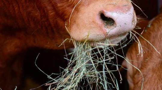 Kisült legelők – az állattartók is küzdenek az aszállyal