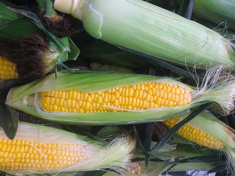 A kukorica felvásárlási ára 74,7 százalékkal nőtt egy év alatt