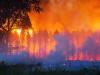 Halálos áldozata is van az erdőtűznek – 20 tűzoltóautó és 4 traktor küzdött a lángokkal