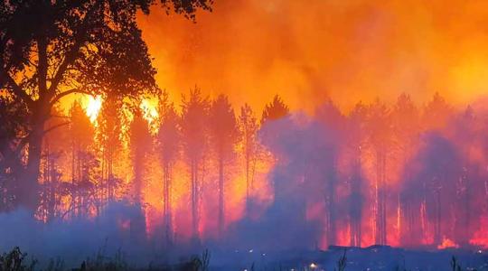 Halálos áldozata is van az erdőtűznek – 20 tűzoltóautó és 4 traktor küzdött a lángokkal