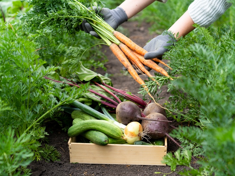 A konyhai élelmiszerek nagy része kiválóan termeszthető egy kiskertben