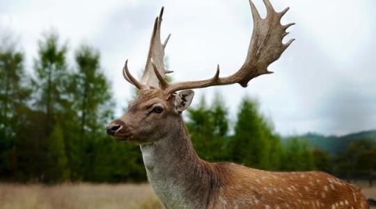 Felháborító! Minden létező szabályt megsértett az orvvadász