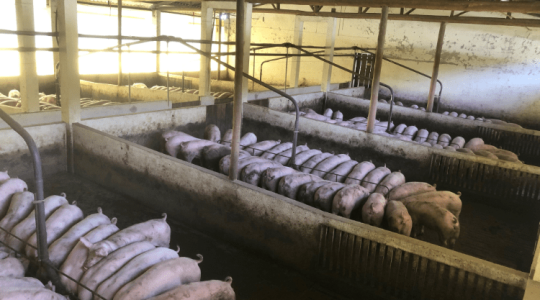 Elképesztő: csődöt jelentett egy jól ismert hazai sertésfeldolgozó 
