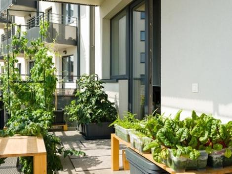 Ezt a 4 zöldséget és gyümölcsöt a balkonodon is meg tudod termeszteni!