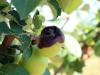 Almában az almamoly, szőlőben a lisztharmat ellen kell védekeznünk! Kertészeti növényvédelmi előrejelzés