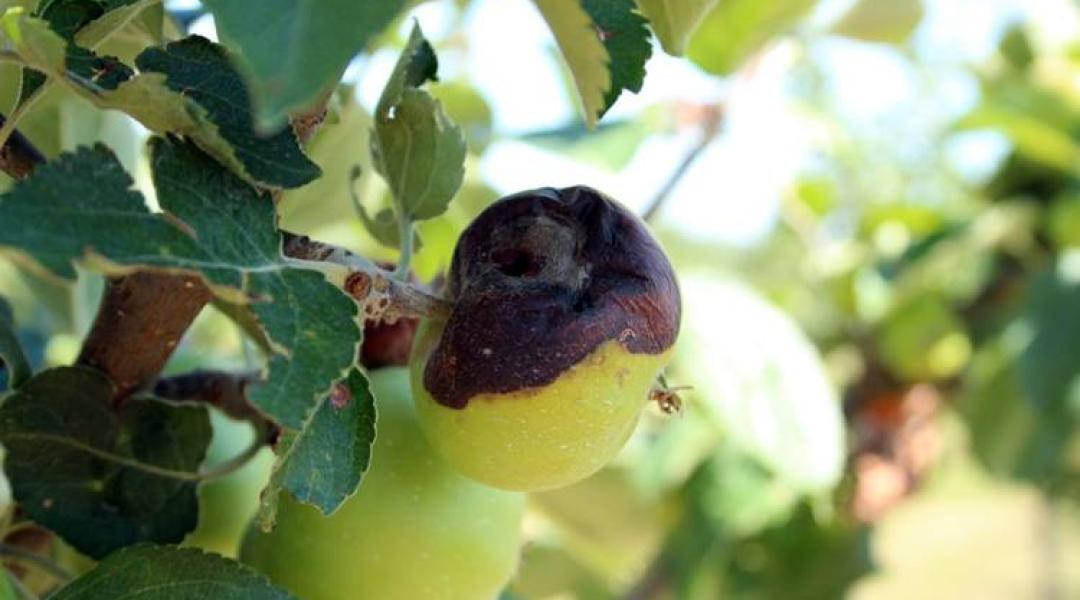 Almában az almamoly, szőlőben a lisztharmat ellen kell védekeznünk! Kertészeti növényvédelmi előrejelzés
