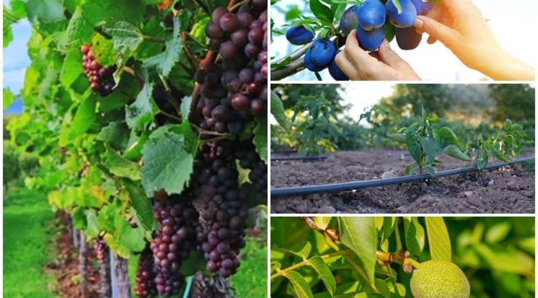 Mutatjuk, mit tehetsz a bőséges szőlőtermésért, az egészséges szilvafáért és a diófák védelméért
