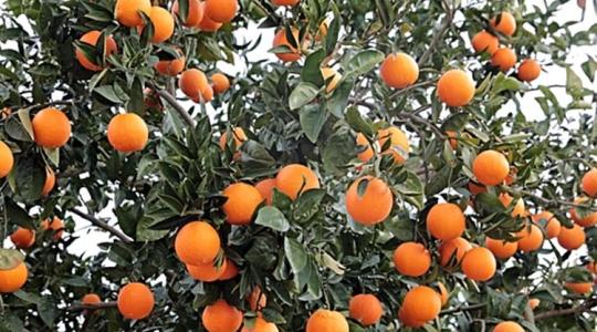 Bajban a spanyol gyümölcstermelők