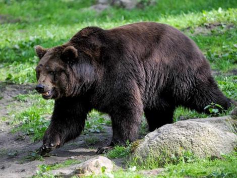 Figyelem! Riasztást adtak ki a Kisnémedi közelében kóborló medvék miatt