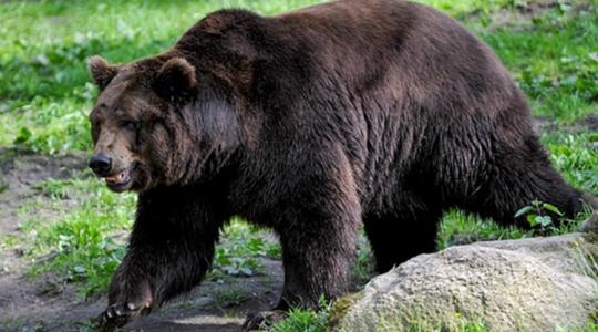 Figyelem! Riasztást adtak ki a Kisnémedi közelében kóborló medvék miatt