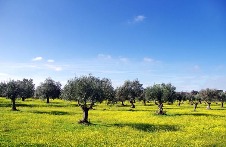 Calciprillel kezelt olívaültetvény Portugáliában