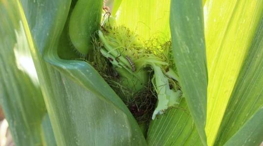 Szántóföldi növényvédelmi előrejelzés: A gyapottok-bagolylepke hernyója már a kukoricacsöveket károsítja