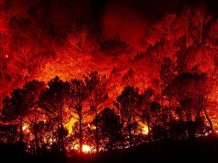 Az elmúlt év egészében 7 ezer hektáron pusztított szabadtéri tűz, miközben az idén, csak július 25-ig, már több mint 47 ezer hektáron