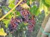 Kertészeti növényvédelmi előrejelzés: A zsendülő szőlő aszalódik a tőkén