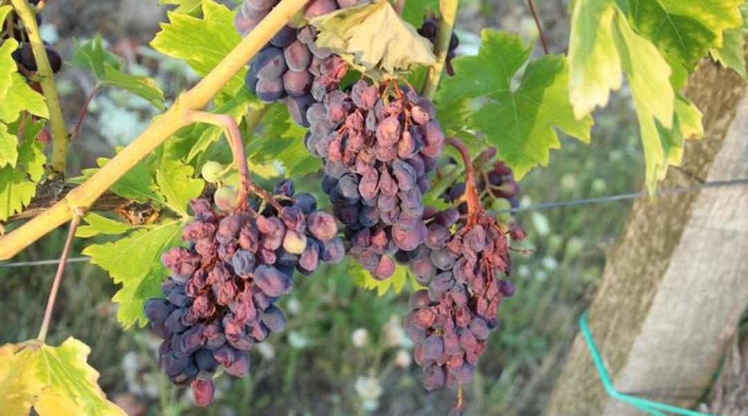 Kertészeti növényvédelmi előrejelzés: A zsendülő szőlő aszalódik a tőkén