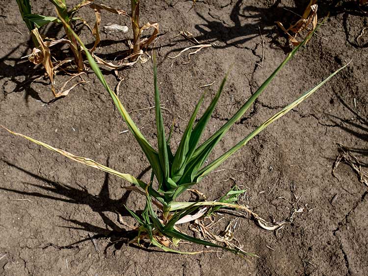 Sárguló, a szárazság miatt alig fejlődő kukorica a Hajdú-Bihar megyei Hajdúszovát térségében 2022. július 18-án