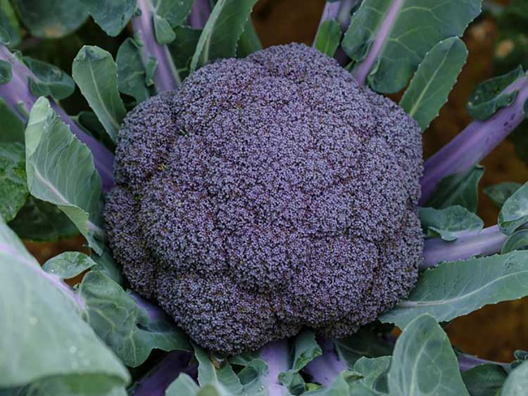 Sakata Seeds vállalat ibériai részlege a közelmúltban lila színű brokkolit dobott piacra