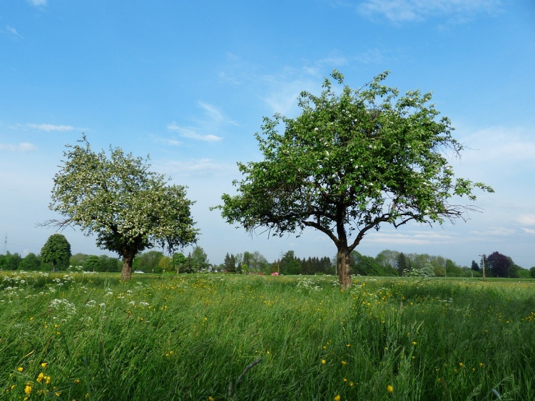 A védett kertben minden erdélyi gyümölcsfajtáknak helye van