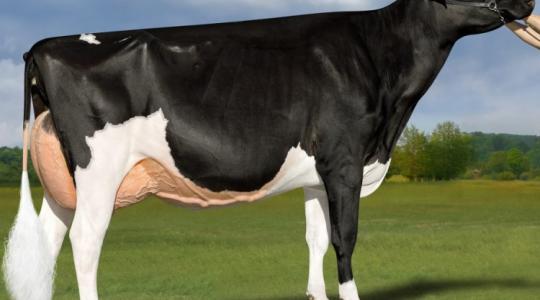 El sem hinnéd, mennyibe kerül a világ legdrágább tejelő tehene – Videó