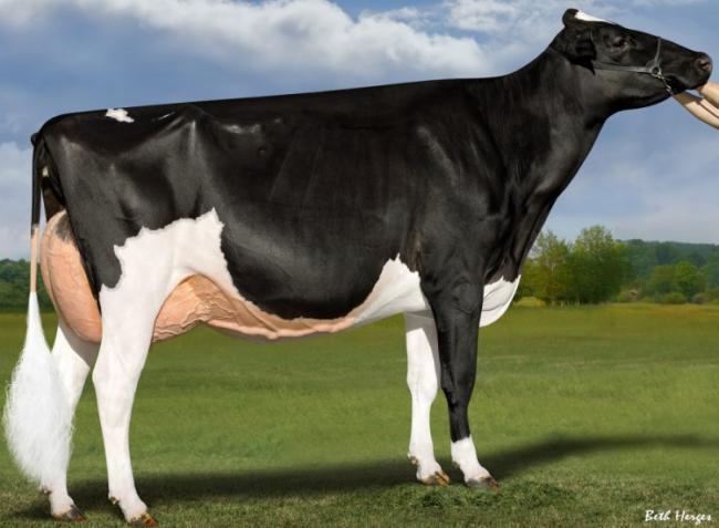 El sem hinnéd, mennyibe kerül a világ legdrágább tejelő tehene – Videó