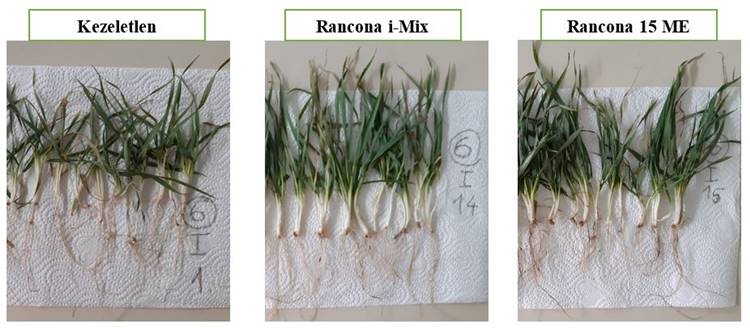 A kezeletlen kontroll, valamint a Rancona i-Mix és Rancona 15 ME csávázószerrel kezelt növényi minták