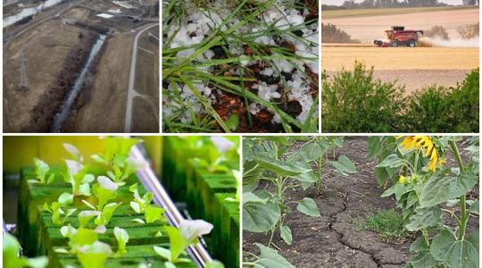 Friss katahírek, új hazai agrármilliárdos cég, tücsökfarm, terméseredmények Friss katahírek, új hazai agrármilliárdos cég, tücsökfarm, terméseredmények