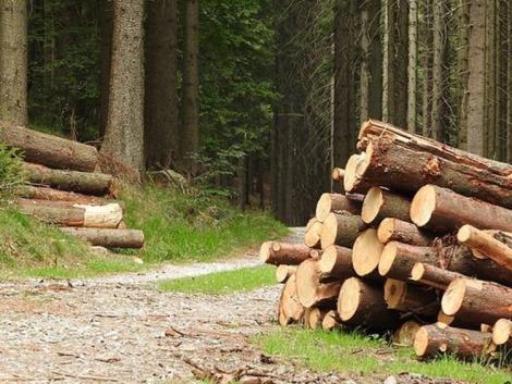 A kormány megváltoztatta a fakitermelés szabályait – itt vannak a részletek!