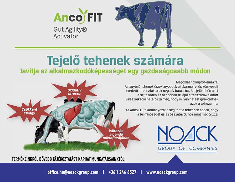 AncoFit tejelő tehenek számára