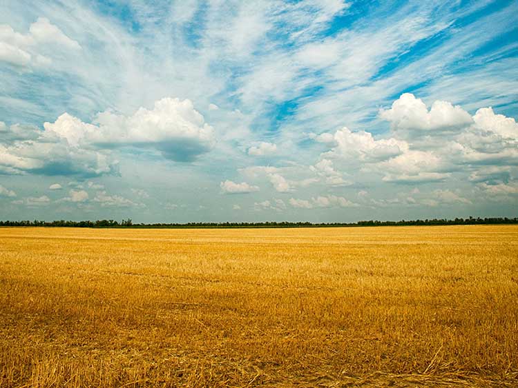 A forró csapadékmentes idő súlyos komplikációkat okoz a több mint négymillió hektáros lengyel gabonaterület betakarításában