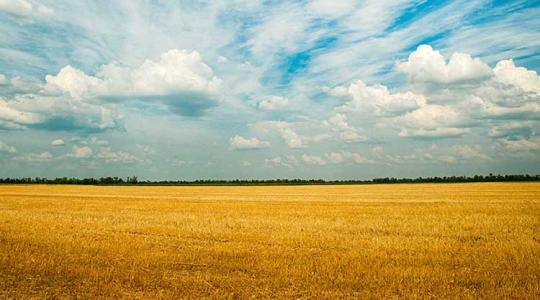 Bajban a gazdák! Súlyos komplikációk a lengyel gabonabetakarításban