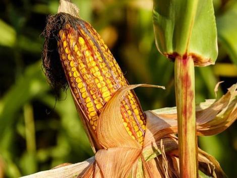Az aszály elsorvasztja egész Európa kukoricatermését
