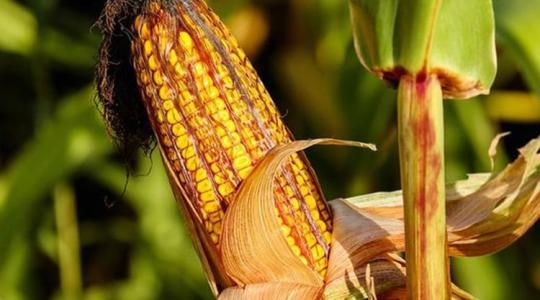 Az aszály elsorvasztja egész Európa kukoricatermését